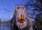 nutria 300375 Kopie